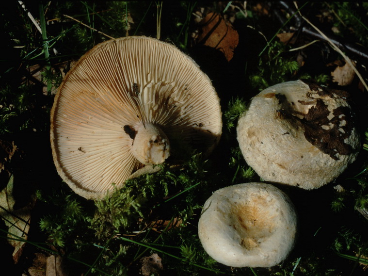 Specie interessanti dalla LAPPONIA due